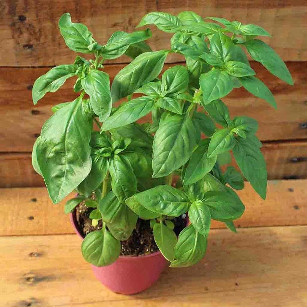 Large leaf basil plant grown from seeds with broad, aromatic green leaves ideal for cooking